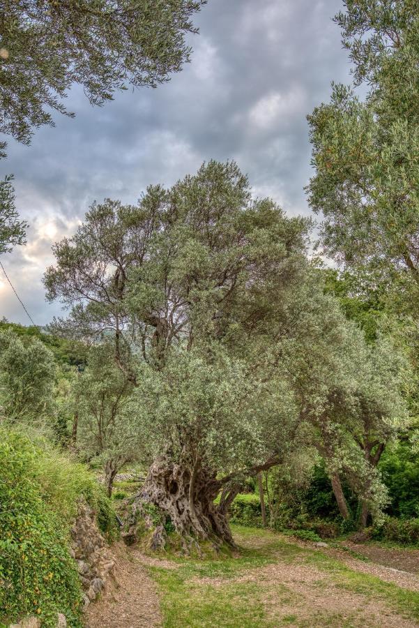 Vila Stari Mlin Ivanovici エクステリア 写真