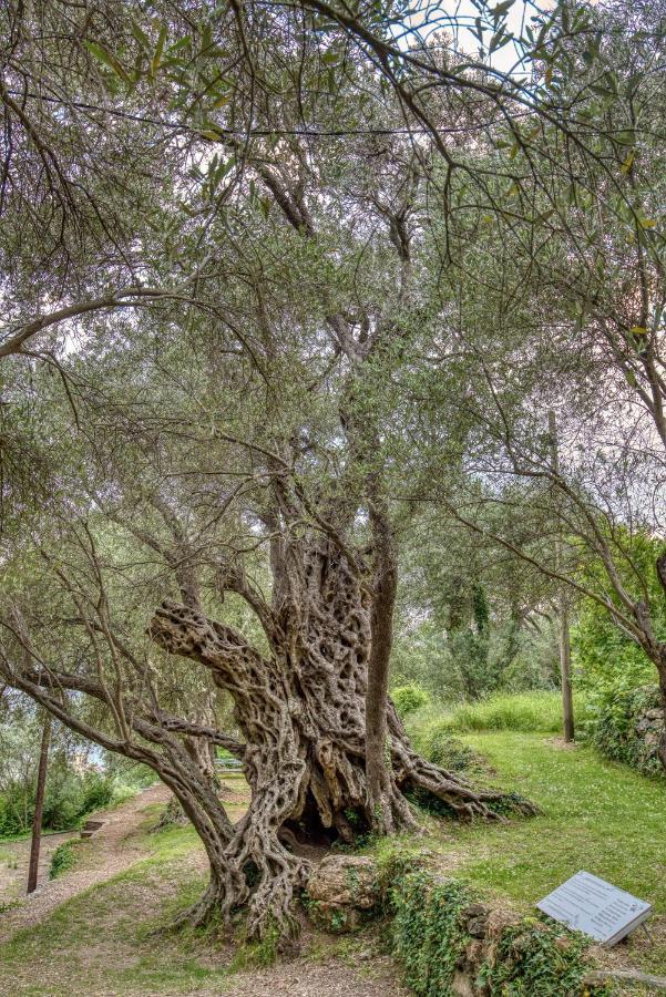 Vila Stari Mlin Ivanovici エクステリア 写真
